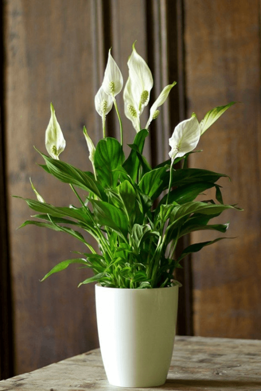 Spathiphyllum Wallisi - Barış Çiçeği - Salon ve Ofis Bitkisi 40 - 60 cm - 1