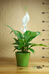 Spathiphyllum Wallisi - Barış Çiçeği - Salon ve Ofis Bitkisi 40 - 60 cm - 2