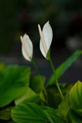 Spathiphyllum Wallisi - Barış Çiçeği - Salon ve Ofis Bitkisi 40 - 60 cm - 3